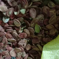 دانه هندوانه|عمدهفروشی|کدکن, |دیوار