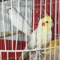 سلام یک جفت عروس هلندی جوان