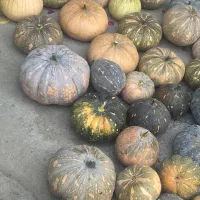 کدو تازه چین مال باغ خمودمون