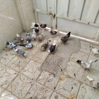 کبوتر