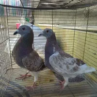 دوجفت کبوتر