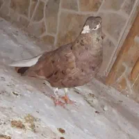 کوهی دمسفید رامهرمز