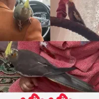 مژده مژده عروس هلندی گم شده چند برابر قیمت مژدگانی