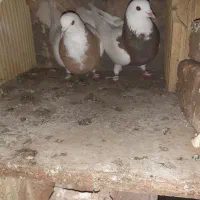 حیوان|پرنده|قائن, |دیوار