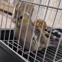 عروس هلندی گمشده