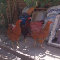 مرغ وخروس