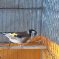 ماده سهره متولدقفس  کار داده