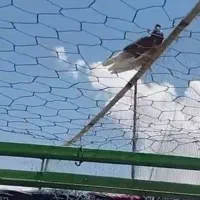 کبوتران پرشی ساعت سنگین