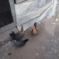 دوتا مرغ براکل جوان