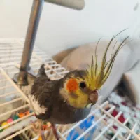 عروس هلندی نر|پرنده|تهران, جوادیه تهرانپارس|دیوار