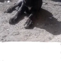 توله‌دوماهه پیت بول ماده