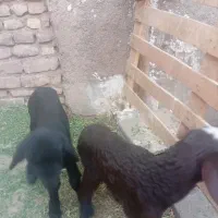 فروش بره شیری|حیوانات مزرعه|سمنان, |دیوار