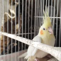 عروس هلندی سخنگو