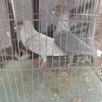 جفت موشی طوق سفید