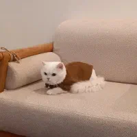 گربه اسکاتیش پرشین نر|گربه|نیشابور, ده حلاج|دیوار