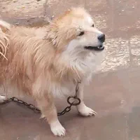 سگ پامرا|سگ|رفسنجان, |دیوار