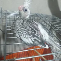 عروس هلندی سرلاکی|پرنده|تاکستان, |دیوار