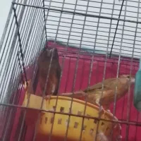 یه جفت قناری استوره سوخته سرخ|پرنده|کرمان, |دیوار