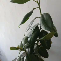 گل گوش فیلی|گل و گیاه طبیعی|کرمانشاه, |دیوار