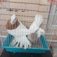 دوجفت کبوتر طوقی نروماده سالم درحال تخم گزاری