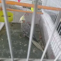 عروس هلندی ۱۰۰۰۰۰۰