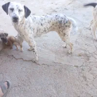 سگ دنبلانی|سگ|گلی داغ, |دیوار