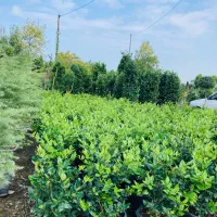 فروش گل و گیاه|گل و گیاه طبیعی|تنکابن, |دیوار