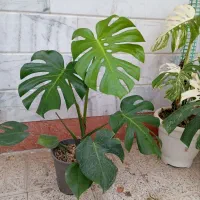 گلسرای ملک|گل و گیاه طبیعی|مشهد, شهید آوینی|دیوار
