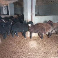 بره|حیوانات مزرعه|فرمهین, |دیوار