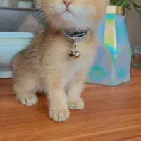 گلد پیشی ناز