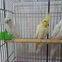 عروس هلندی|پرنده|نجف‌آباد, طالقانی|دیوار