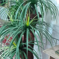 نخل مصنوعی|گل مصنوعی|قهدریجان, |دیوار