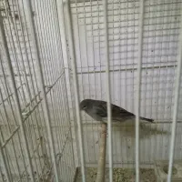 قناری|پرنده|قائن, |دیوار