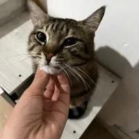 واگذاری رایگان گربه