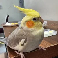 پرنده پیدا شده