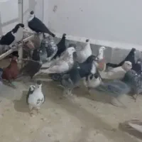 حدود ۴۵ عدد کبوتر بوم همه چی تموم