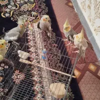 عروس هلندی|پرنده|مشکیندشت, |دیوار