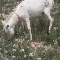 باسلام فروش خرجوان خوش رنگ گله ای آروم نربرافروش