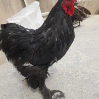 خروس برهما بلک