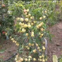 کود معجونی کاملا ارگانیک