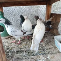 ۹عدد گرفتنی مخلفه جون|پرنده|کاشان, گریه|دیوار