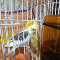 طوطی عروس هلندی