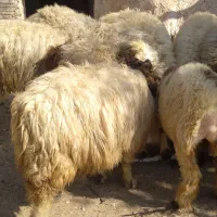 فروش گوسفند|حیوانات مزرعه|لنده, |دیوار