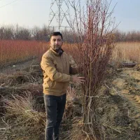 نهالستان نگین نهال تولید ارقام لوکس نهال بادام