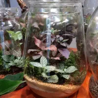 انواع تراریوم/شیشه ای/گل آپارتمانی/تراریوم شیشه ای