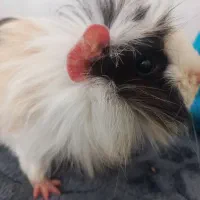 خوکچه هندی دستی