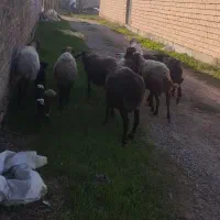 گوسفند|حیوانات مزرعه|سیمین شهر, |دیوار