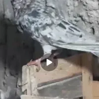 کبوتر سرور نامور