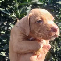 فروش توله پیتبول اصیل با شجره