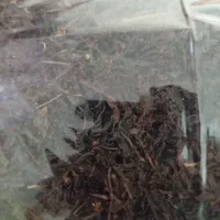 فروش چای لاهیجان|خوردنی و آشامیدنی|تهران, دولاب|دیوار